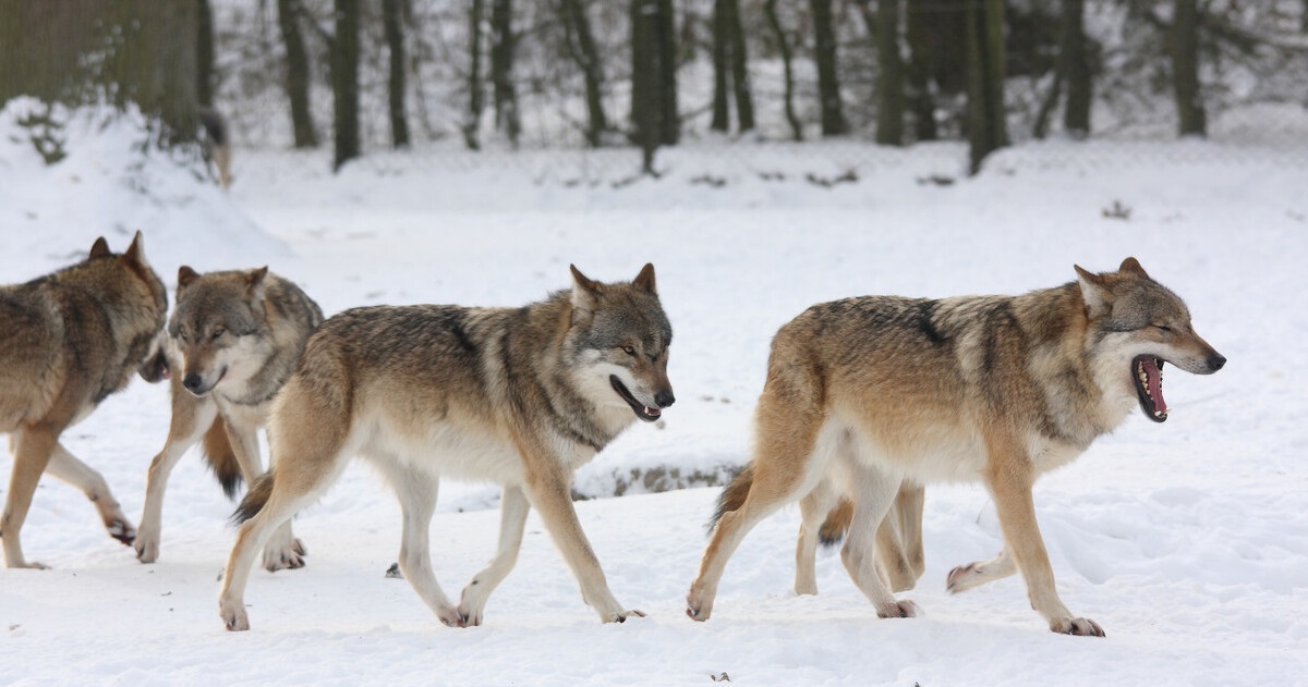 世界上最可怕的狼 世界上最厉害的八种狼