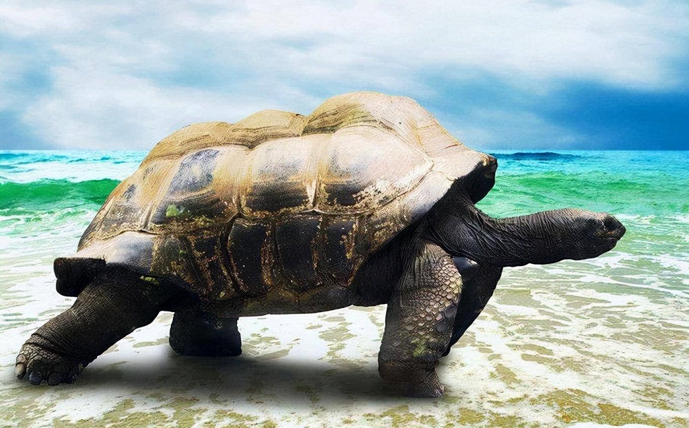 世界上体型最大的海龟 世界上最大的海龟有多大