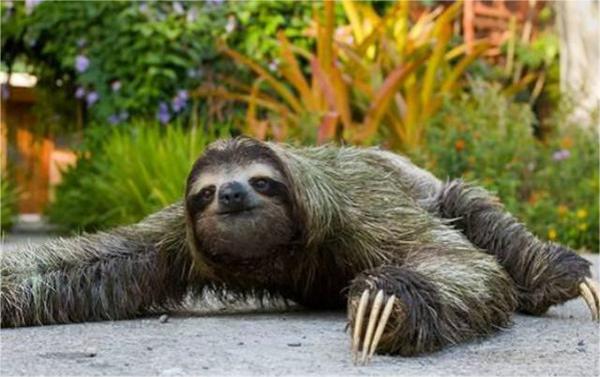 水猴子真的存在吗 真的有水猴子存在吗