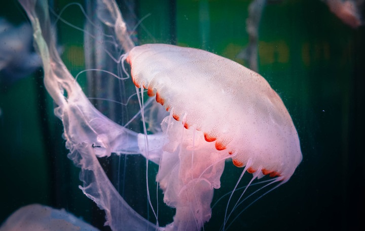 北极霞水母世界上最长的水母北极霞水母