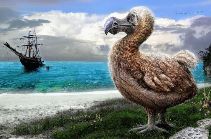 人类灭绝过多少动物 被人类灭绝的动物有哪些