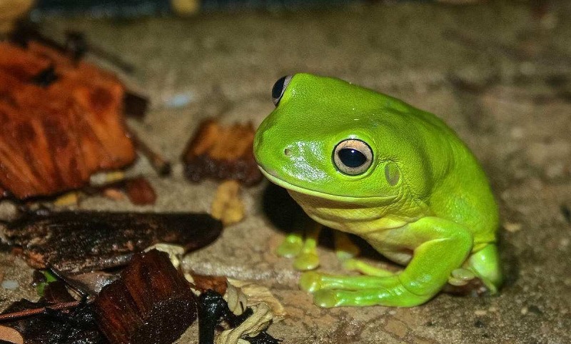 什么动物冬眠世界上都有什么动物冬眠呢