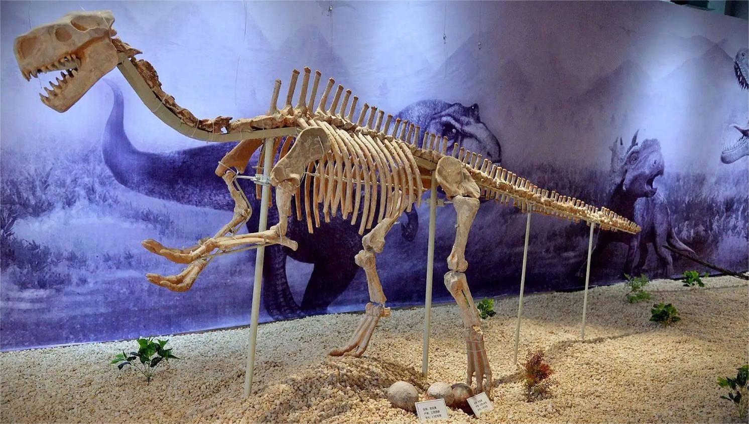 最大的恐龙化石世界上最大的恐龙化石