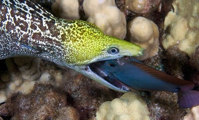 波纹裸胸鳝波纹裸胸鳝的毒素厉害吗