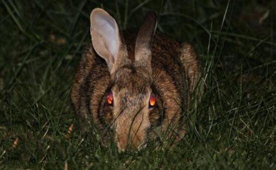 世界上最诡异的兔子
