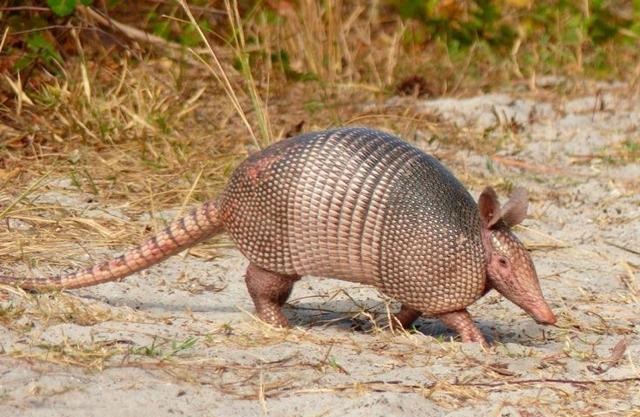 大犰狳大犰狳是犰狳中体型最大的物种