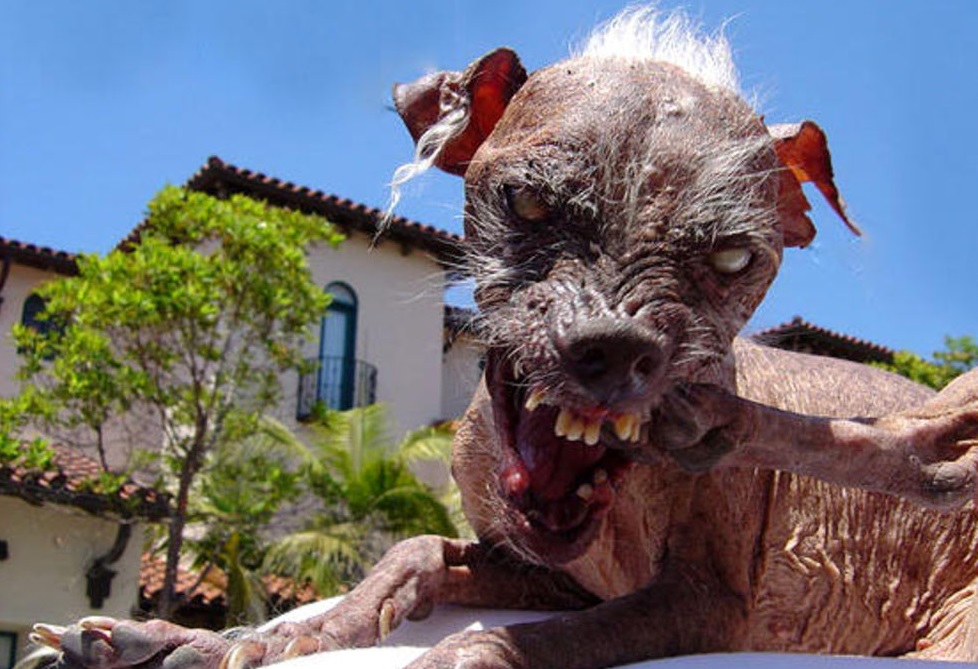 世界最丑的狗,世界最丑的狗长什么样