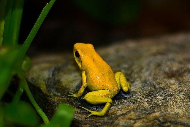 金色箭毒蛙多少钱一只 金色箭毒蛙长什么样